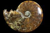 Polished, Agatized Ammonite (Cleoniceras) - Madagascar #78354-1